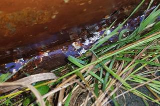 Ponad 100 beczek z chemikaliami na Muchoborze. „To substancje, które służyły do produkcji w drukarni”