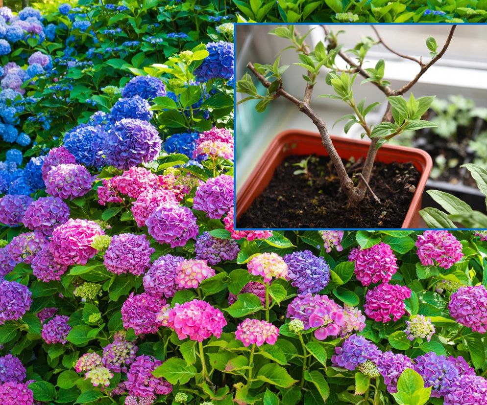 Sadzonki hortensji za darmo