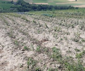 Ubezpieczenie upraw z dopłatą