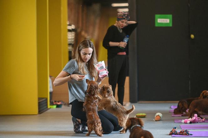 Tutaj ćwiczy się jogę z psami. Nie wiedzieliśmy jak bardzo tego potrzebujemy