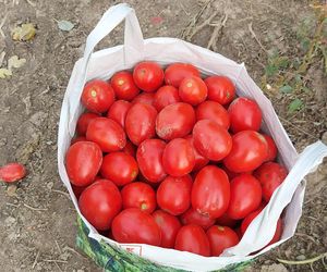 Samozbiory pomidorów na plantacji w Niewirkowie cieszą się powodzeniem