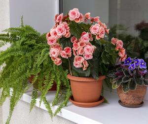 kwiaty na balkon północny