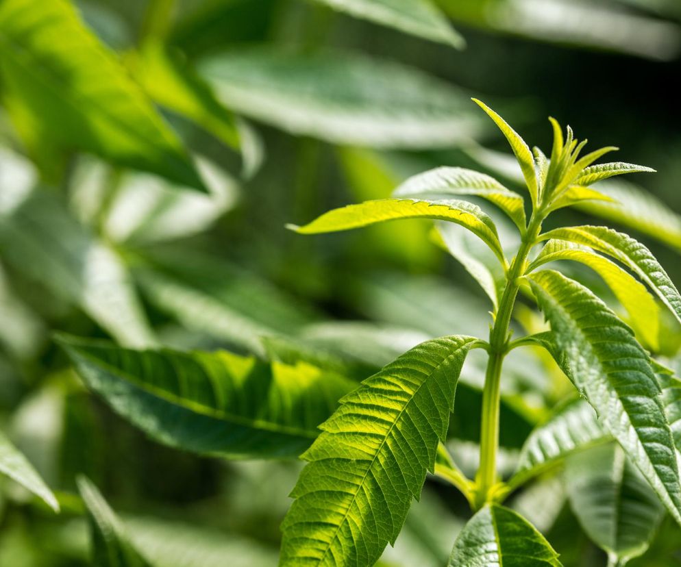 Werbena cytrynowa - jak uprawiać i jak wykorzystywać werbenę cytrynową?