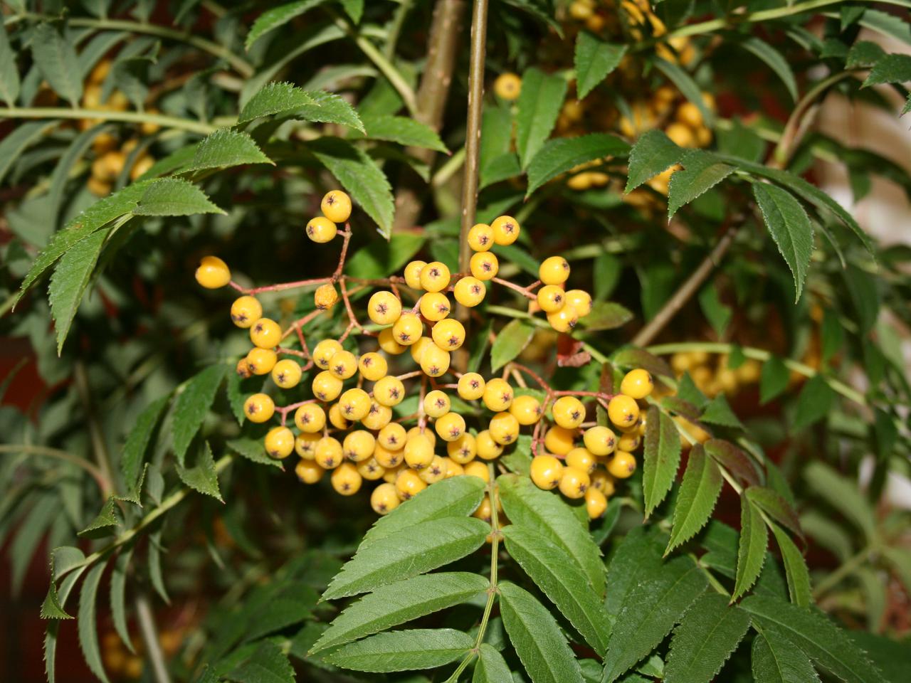 Jarząb 'Flanrock' AUTUMN SPIRE - Sorbus 'Flanrock' AUTUMN SPIRE 