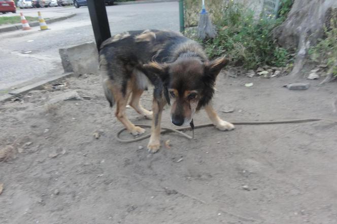 Ferdek potrzebuje nowego domu