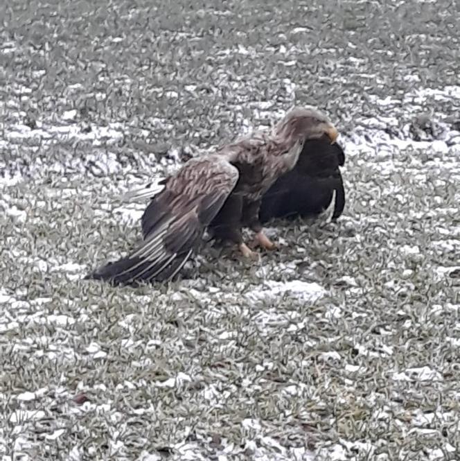 Akcja służb pod Piotrkowem Trybunalskim. Uratowano potężnego orła!