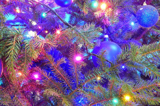 Warto uważnie wybrać bożonarodzeniowe drzewko