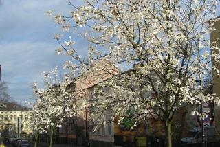 ul. Piotra Skargi, magnolia japońska