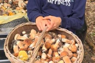 Wysyp grzybów na Mazurach. Tysiące prawdziwków w lesie pod Nidzicą