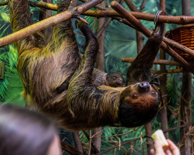 W Orientarium Zoo Łódź urodził się leniwiec