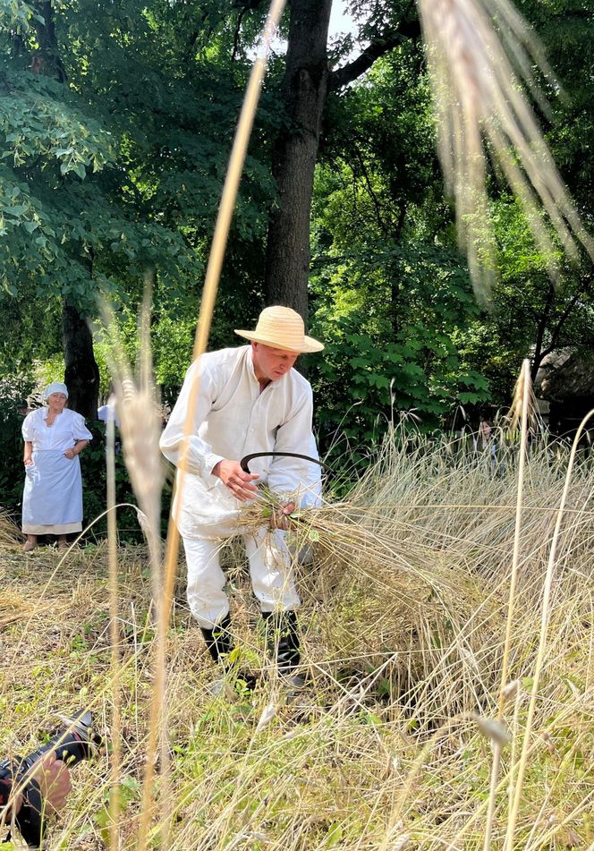 W Skansenie odbyły się retro żniwa, żęto żyto metodami pradziadków