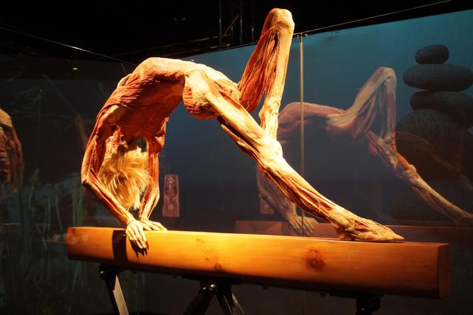 Wystawa z ludzkiego ciała. Body Worlds powróciła do Gdańska po 5 latach 