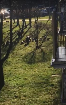 Wataha dzików w Toruniu! Zaatakowały na Rubinkowie