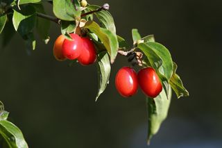 W Polsce nie doceniamy tych owoców. Za granicą kosztują fortunę