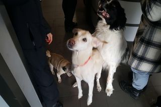 Zwierzaki można wyprowadzić do godz. 16