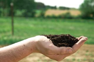 Źródła próchnicy: kompost, obornik, torf, kora drzew