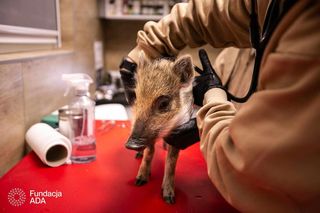 Dzika Ewa została bez mamy