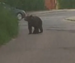 W internecie głośno! Niedźwiedź spacerował po ulicach miasta!