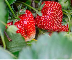 Możesz wejść na pole i nazbierać sobie truskawek. Ile tylko chcesz! Jest jeden warunek 