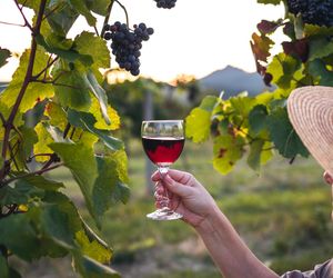 Przez 4 lata będą codziennie pić wino. Nowe badanie może zmienić zalecenia WHO
