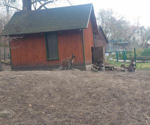 Małe kangurzątka urodziły się w Ogrodzie Zoobotanicznym w Toruniu