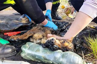 Fart wtopił się w asfalt