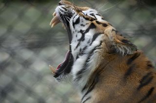 Dramatyczne sceny w zoo. Dzieci widziały, jak tygrys pożera intruza, który znalazł się na wybiegu