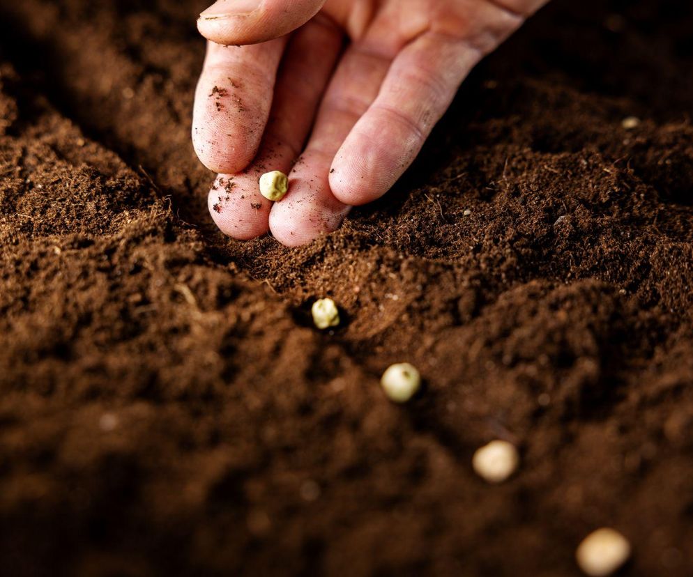 Jakie warzywa i kwiaty wysiewa się do gruntu wiosną?