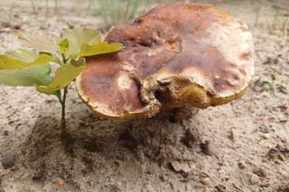 Pierwsze grzyby w woj. warmińsko-mazurskim. Leśnicy oficjalnie potwierdzają! 