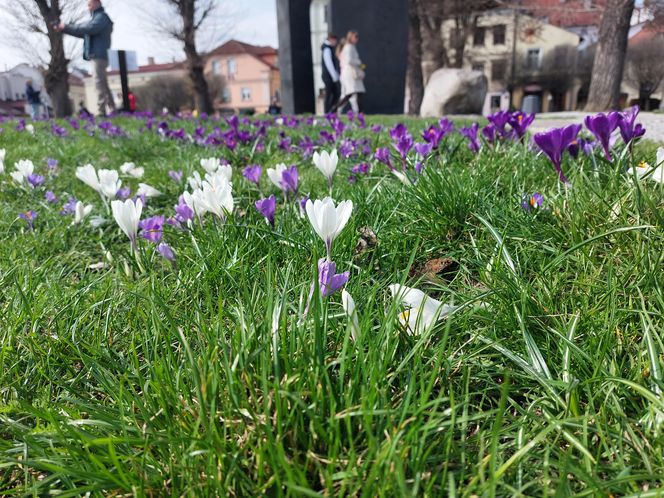Dywan z krokusów w Rzeszowie