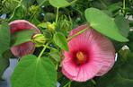 Ketmia 'Mauvelous'
