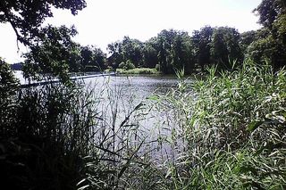  Jezioro Raczyńskie (Zaniemyśl)