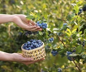 Rozpuść 1 łyżkę w wodzie i wlej pod krzaczki borówki, a latem słodkie owoce zasypią każdą gałąź. Naturalny nawóz do borówki amerykańskiej