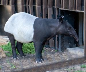 Tapir Willy nowym mieszkańcem Orientarium w Łodzi