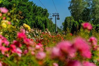 Rosarium w Parku Śląskim