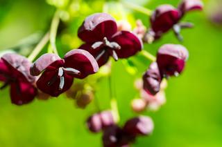 Najpiękniejsze pnącza do ogrodu. Zdjęcia