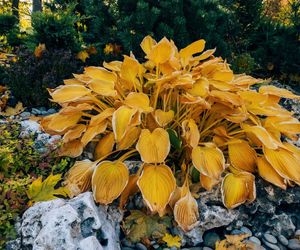 Hosta jesienią