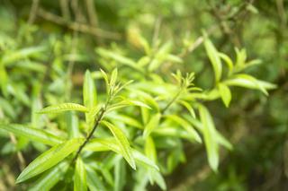Werbena cytrynowa - Aloysia citrodora