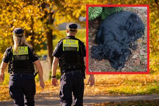 Spaniel uwięziony na terenie liceum w Krakowie. Zwierzę wymagało pilnej pomocy specjalistów