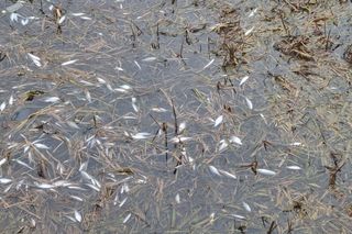 Śnięte ryby w Mielnie