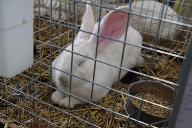 ZooPark ponownie przyciągnął do Targów Lublin tłumy miłośników zwierząt