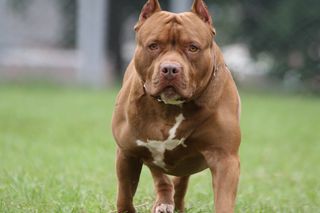 Dramat w centrum Poznania. Pitbull śmiertelnie zaatakował innego psa