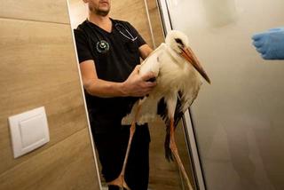 Zrobią bocianowi skrzydło ze sztuczną kością