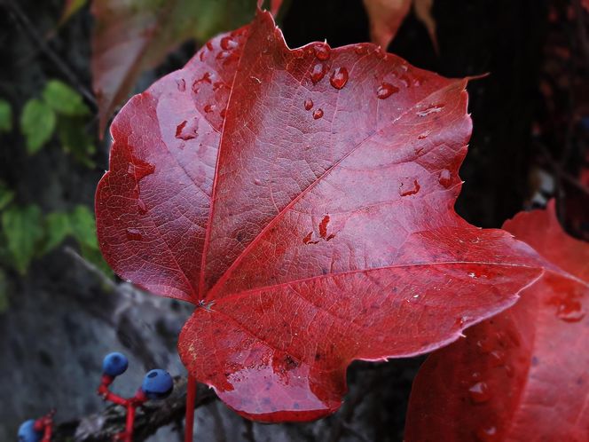 Oxblood, czyli krwista czerwień