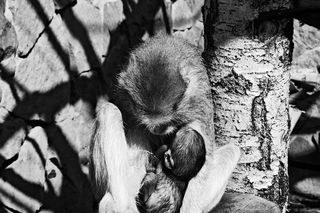 Śląskie ZOO w żałobie: Miesięczny patas nie żyje. Co się stało?