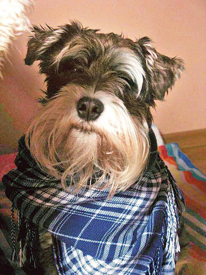 Tofiku! Wróć do mnie