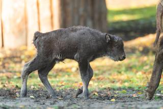 W ZOO Wrocław urodziły się dwa małe żubrzątka. Zobacz, jakie to słodziaki [ZDJĘCIA]