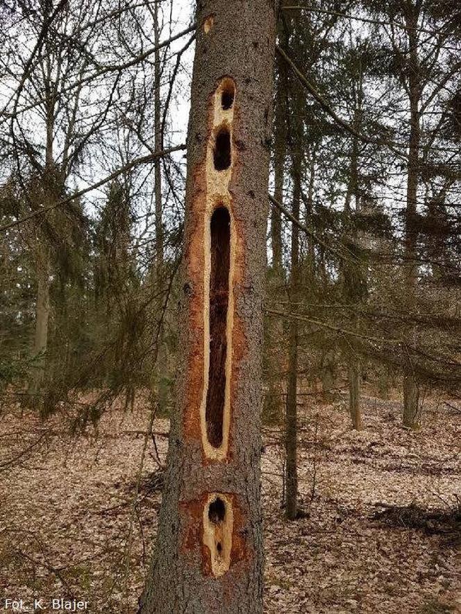 Zaskakujący widok w polskich lasach! Skąd wzieły się GIGANTYCZNE DZIURY w drzewach? [ZDJĘCIA]
