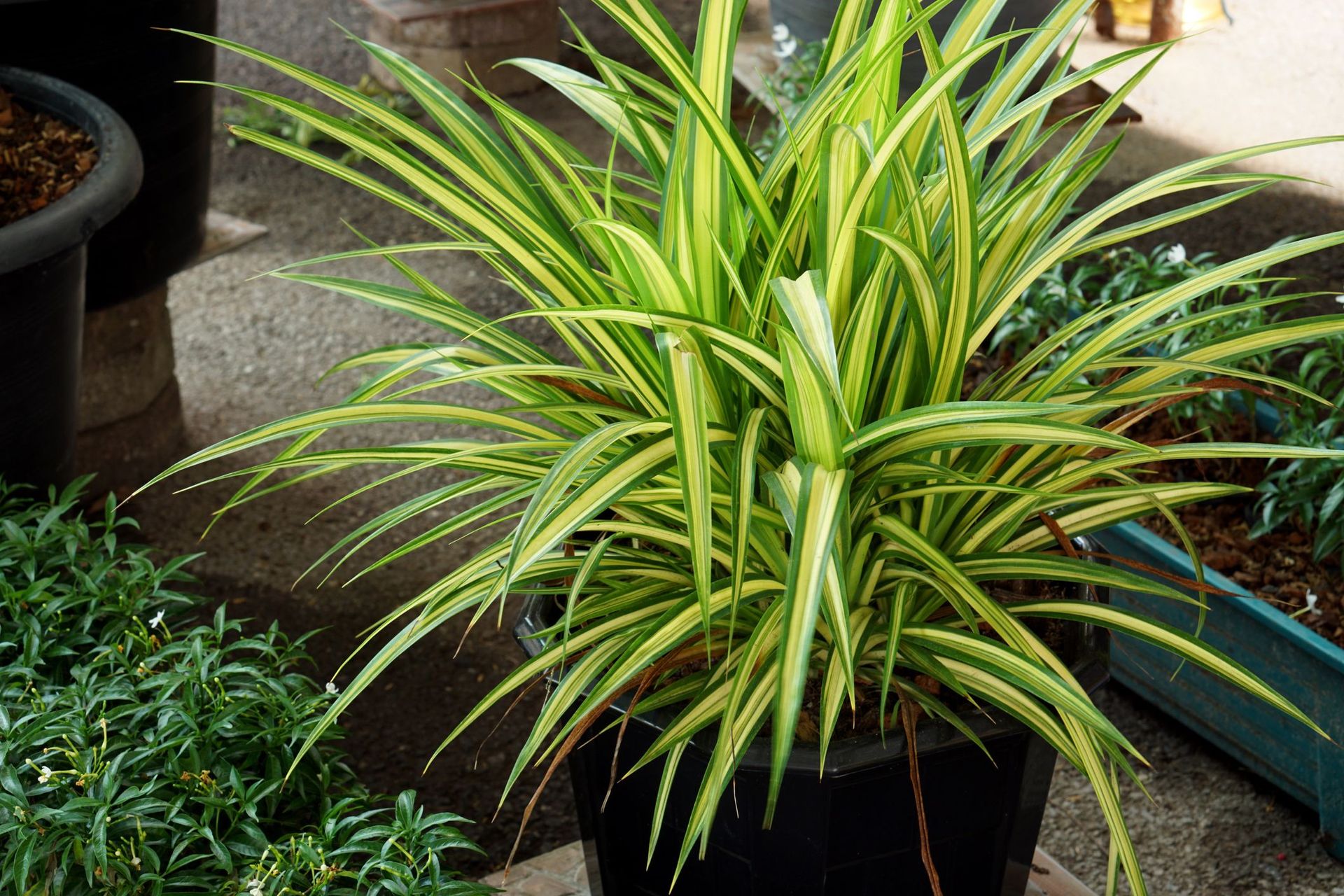 glücksfeder schwarze flecken Zamioculcas Zamiifolia 'Raven' (Schwarze Glücksfeder) – Foliage Dreams