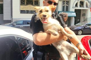 Pies w rozgranym aucie